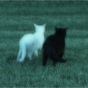 Meet your Posher, Tumilara